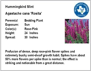 Gayfeather Flowers on Rosita Hummingbird Mint