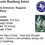 Augusta Duelberg Salvia