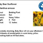 Baby Bear Sunflower