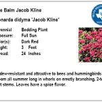 Bee Balm Jacob Kline