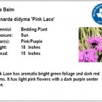 Bee Balm Pink Monarda didyma "Pink Lace"