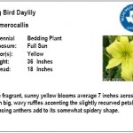 Big Bird Daylily