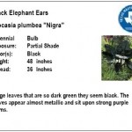 Black Elephant Ears