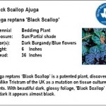 Black Scallop Ajuga