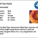 Bold Tiger Daylily
