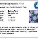 Butterfly Blue Pincushion Flower