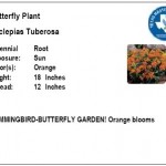 Butterfly Plant Orange