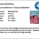Crimson Butterflies