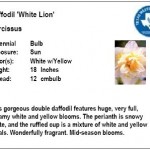 Daffodil White Lion