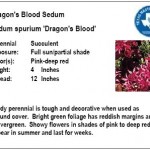 Dragons Blood Sedum