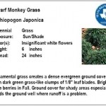 Dwarf Monkey Grass