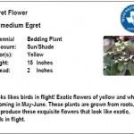 Egret Flower