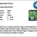 Elephant Ear Green