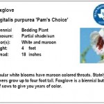 Foxglove Digitalis purpurea "Pam's Choice"