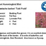 Giant Hummingbird Mint