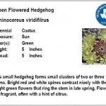 Green Flowered Hedgehog