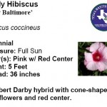 Hardy Hibiscus Lady Baltimore