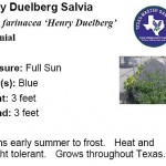 Henry Duelberg Salvia