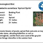 Hummingbird Mint Apricot