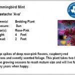 Hummingbird Mint Ava