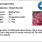 Hummingbird Mint Desert Sunrise