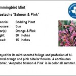 Hummingbird Mint Salmon & Pink