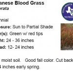 Japanese Blood Grass