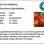 Large Cup Hedgehog