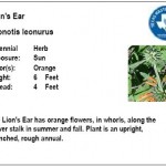 Lion's Ear