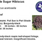 Maple Sugar Hibiscus