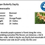 Paper Butterfly Daylily