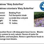 Scabiosa Misty Butterflies