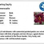Starling Daylily