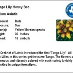 Tango Lily Honey Bee