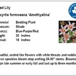 Toad Lily Amethystina