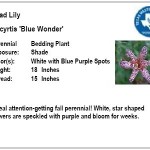 Toad Lily Blue Wonder