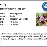 Toad Lily Raspberry Mousse