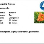 Tuscawilla Tigress