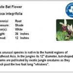 White Bat Flower