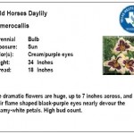Wild Horses Daylily