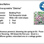 Zebra Mallow